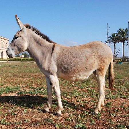 Masseria Galatea Agriturismo Alessano Buitenkant foto