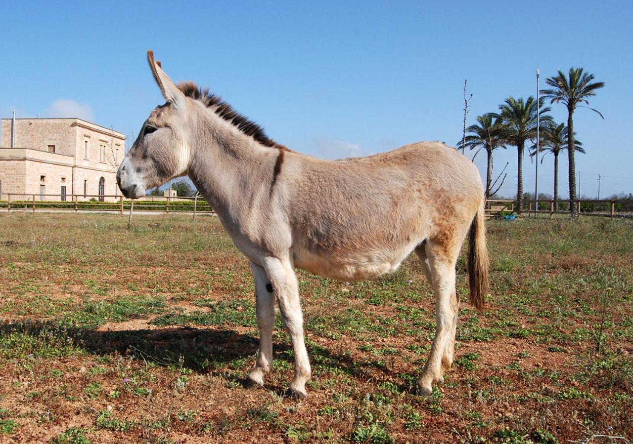 Masseria Galatea Agriturismo Alessano Buitenkant foto