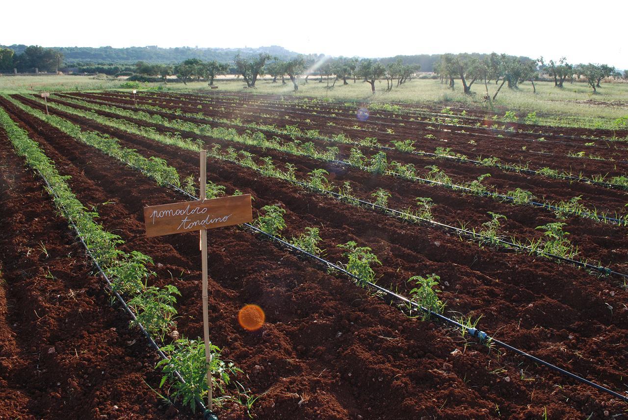 Masseria Galatea Agriturismo Alessano Buitenkant foto
